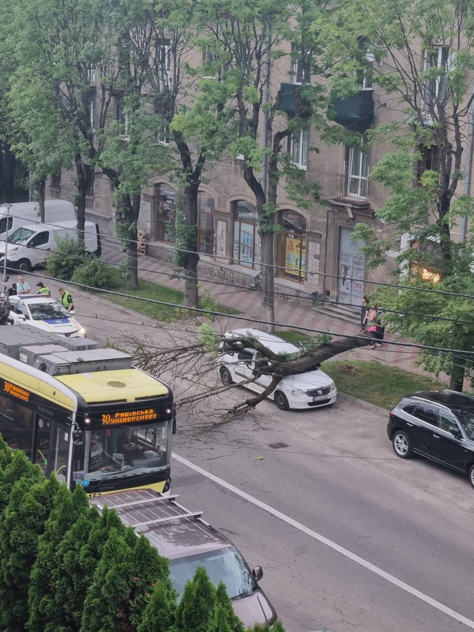 У Львові дерево впало на припаркований автомобіль