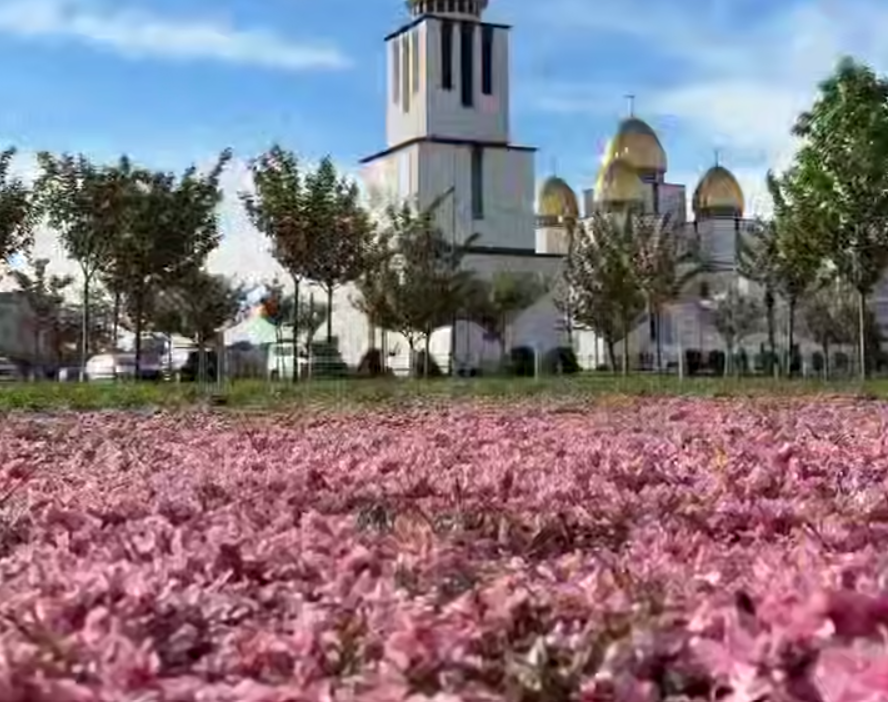 Рожевий рай у Львові: вулиці вкрилися казковим килимом із пелюсток сакур (відео)