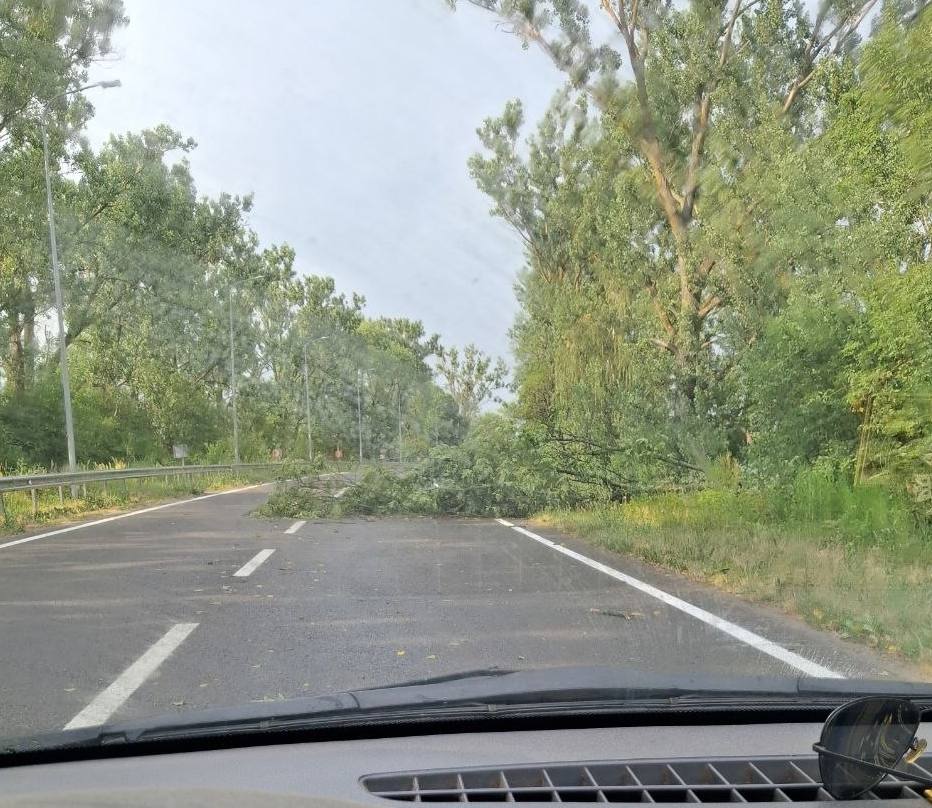 Негода вирує на Львівщині:  дерево впало на трасу
