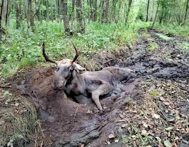 На Рівненщині грибники виявили лося, який застряг у болоті
