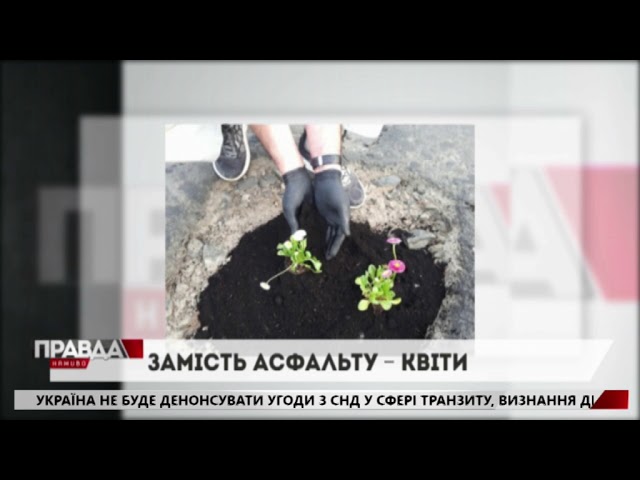На Львівщині у дорожні ями висадили квіти