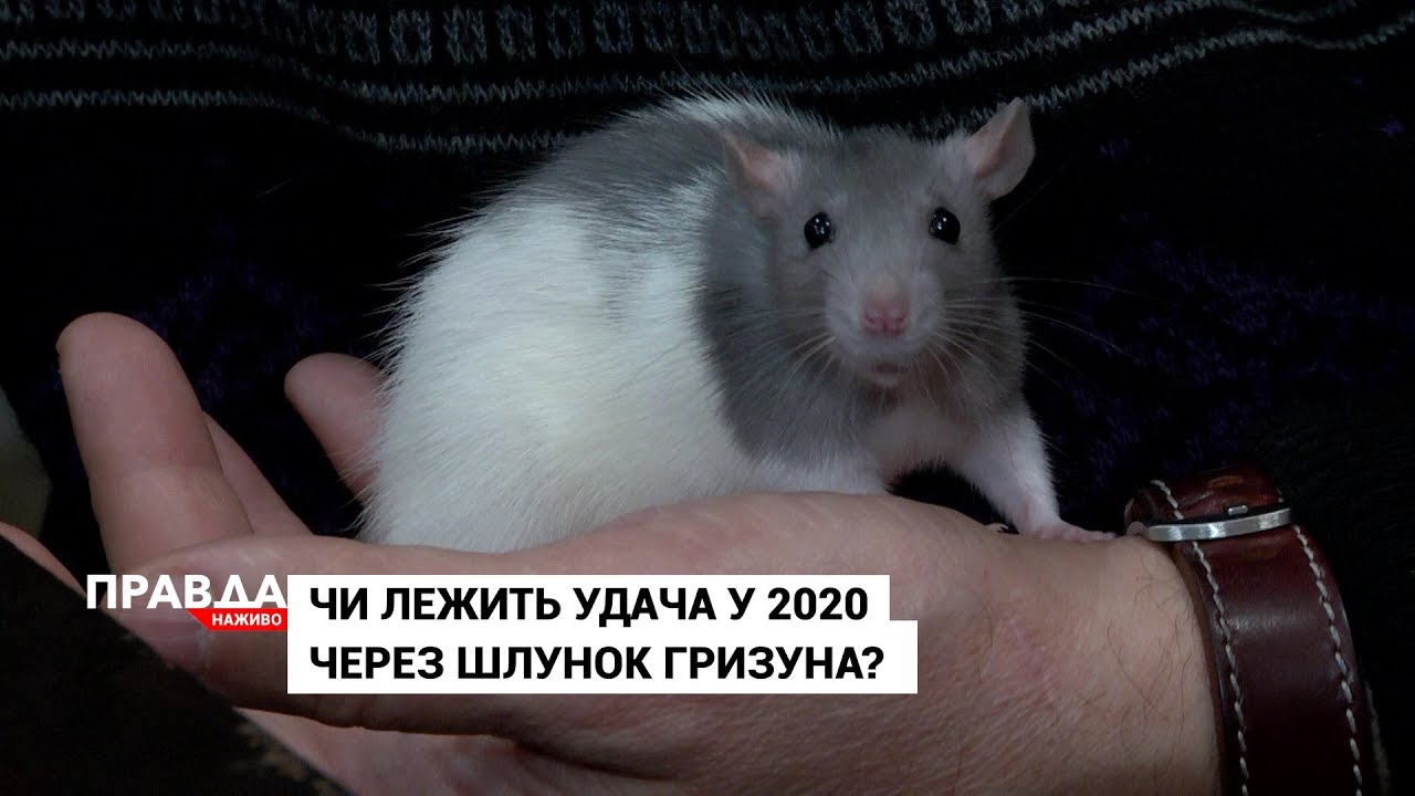 Новий Рік 2019: що радять астрологи ставити на святковий стіл
