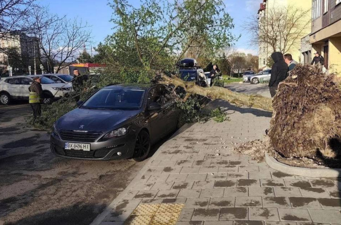 Негода атакує Львів: дерево розчавило машину (фото)