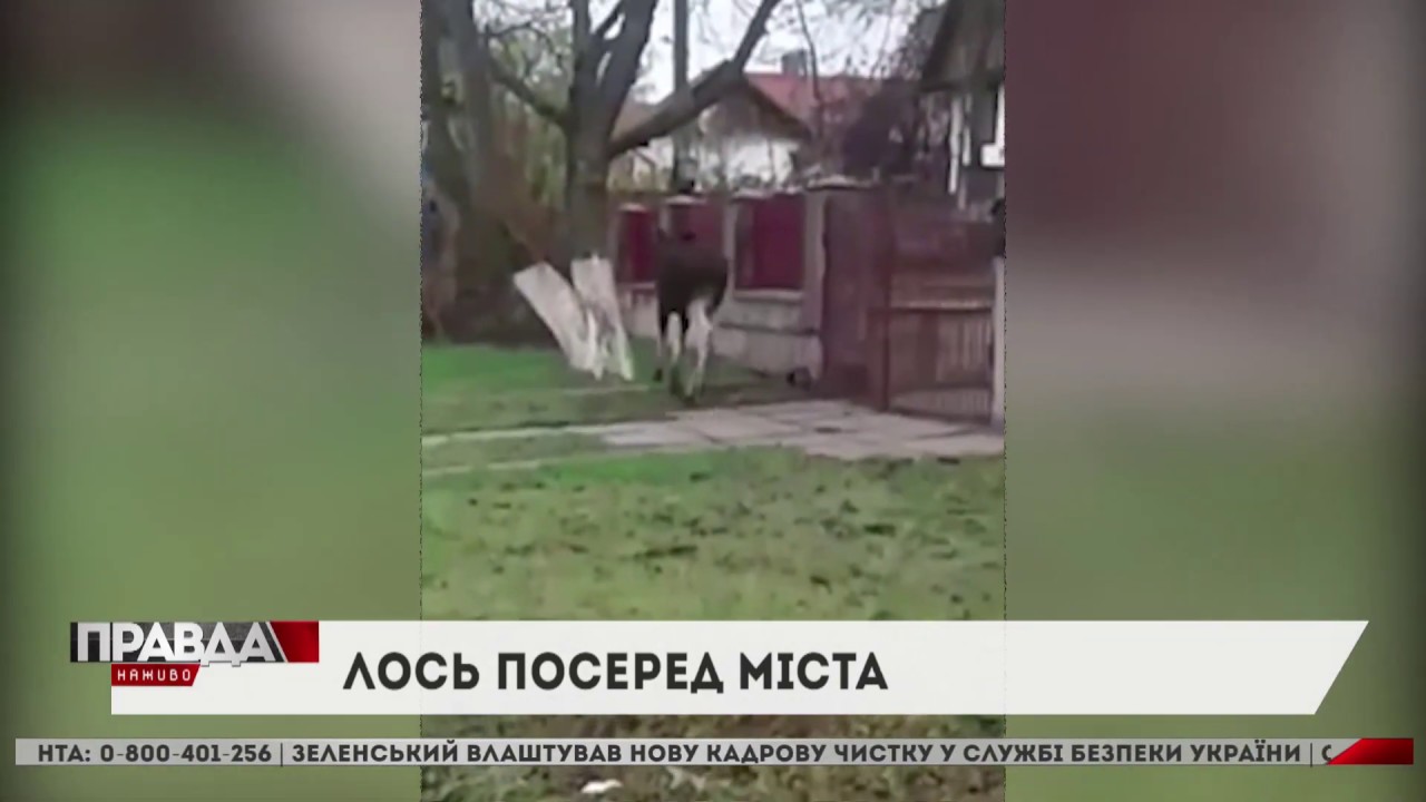 У Сокалі посеред міста гуляв лось: кадри від місцевих мешканців