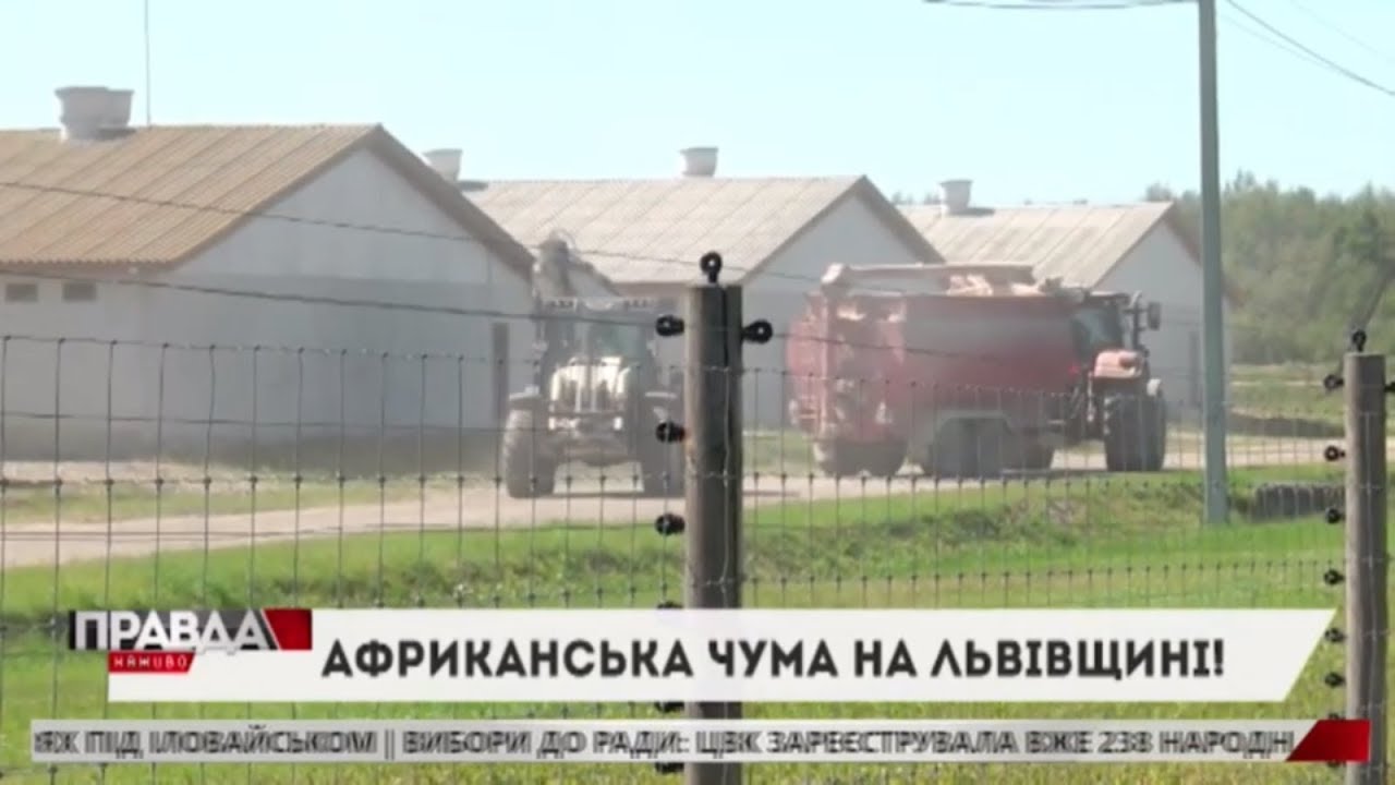 На Львівщині розгулялася Африканська чума