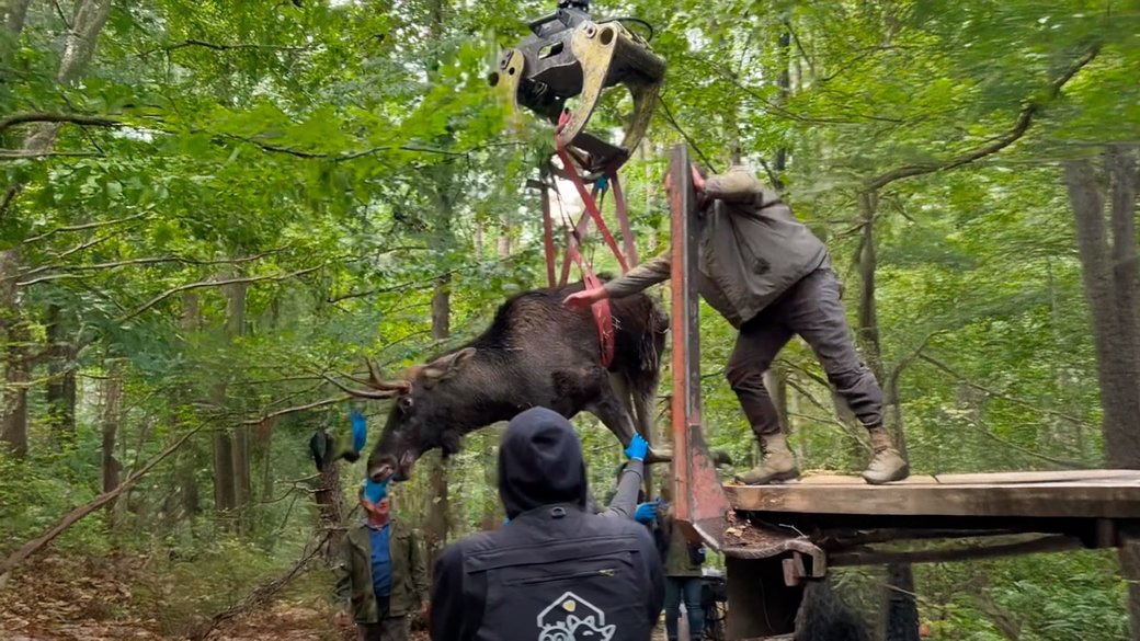 До Львова привезли врятованого на Рівненщині лося: У якому стані тварина