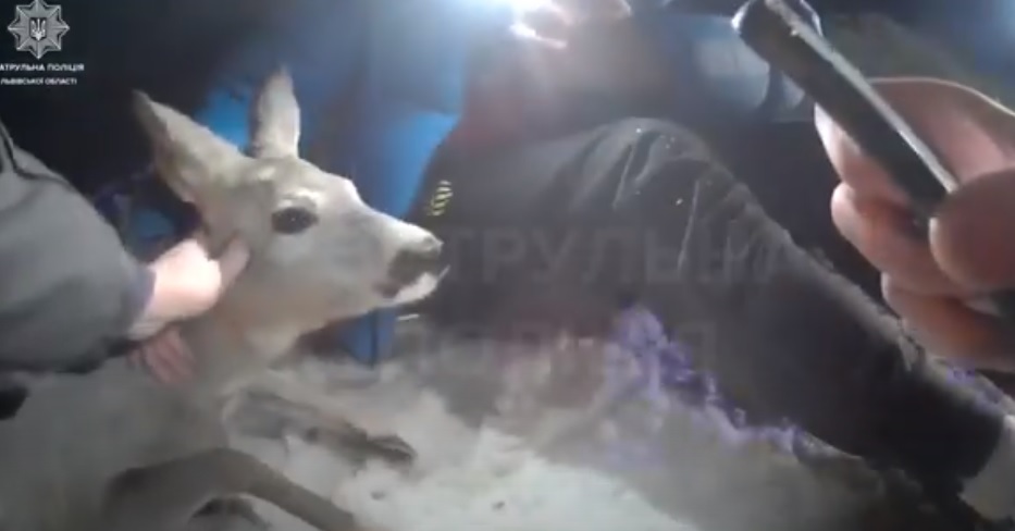 Біля Львова патрульні з водієм врятували травмовану козулю. Відео дня