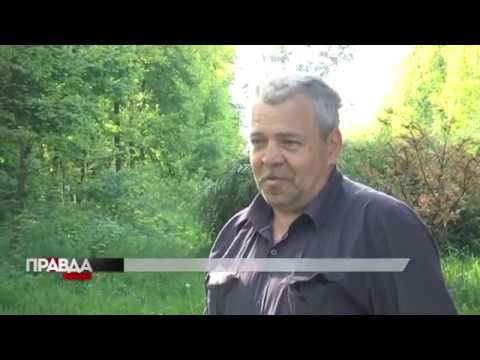Обережно, борщівник: як уберегтись від небезпечної рослини