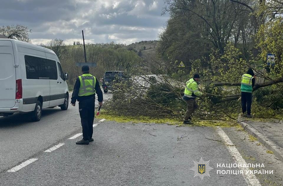 Дерево впало на фуру на трасі Київ — Чоп: чи вижив водій