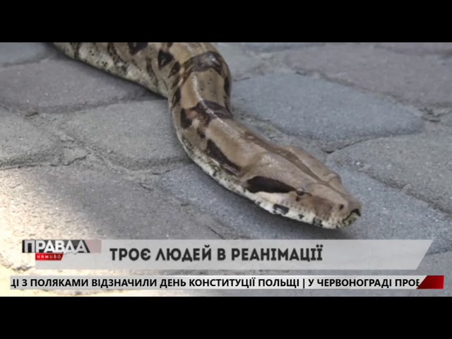 Львівщину атакують змії