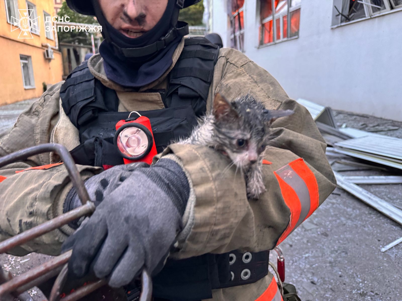 У Запоріжжі рятувальники врятували кошеня, яке постраждало від обстрілу (фото)