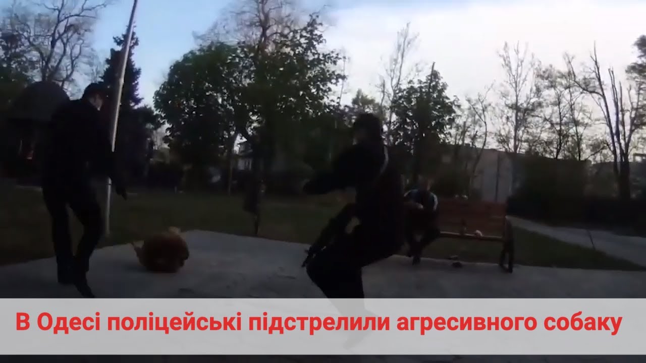 В Одесі поліцейські підстрелили собаку