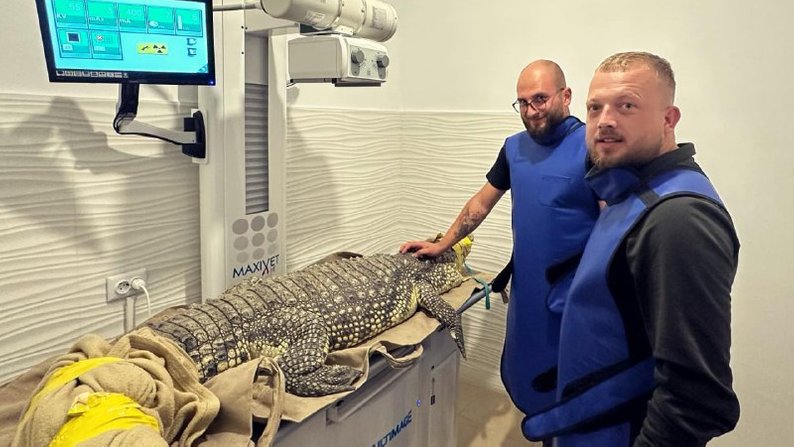 Довжина – 2 м, вага – 75 кг. У Львові оперуватимуть крокодила Джастіна