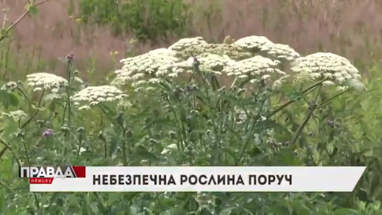 Борщівник: як вберегтись?