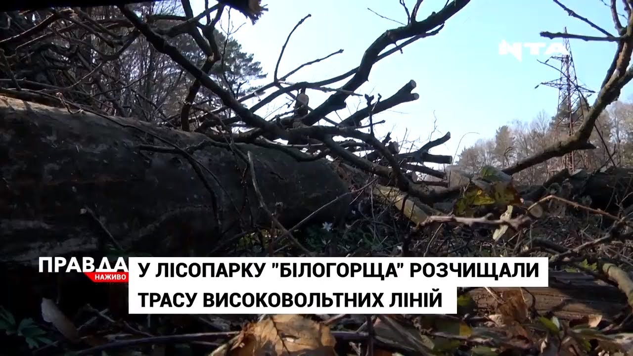 У Білогорщі поменшало дерев вздовж електролінії