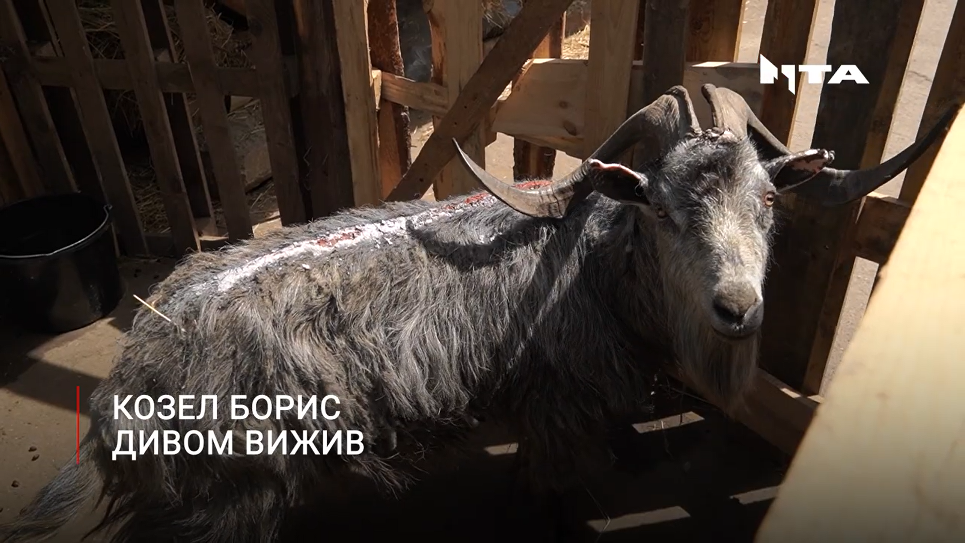 Обпалений війною Борис. Львів став домівкою для цапа, врятованого під Гостомелем