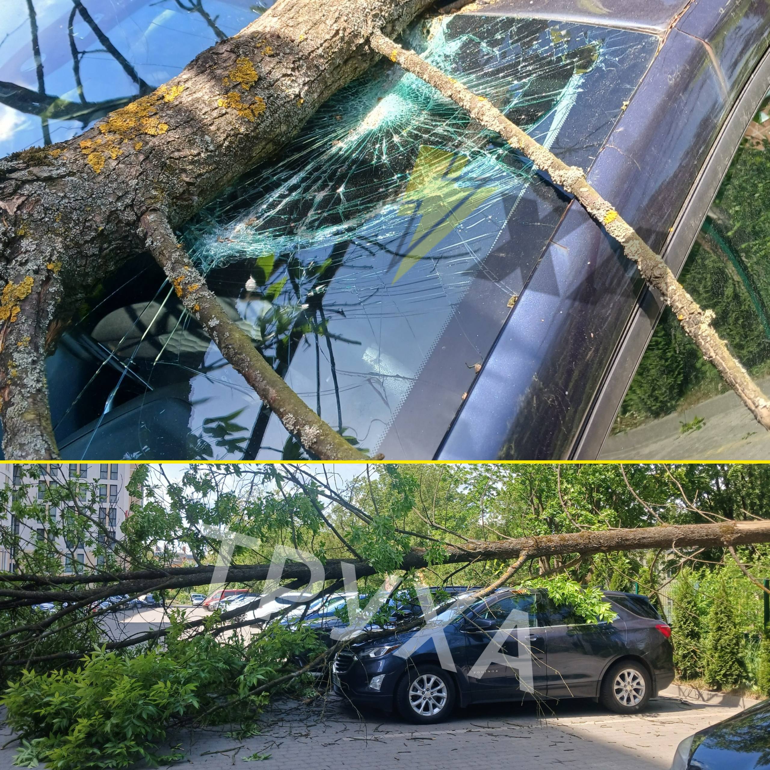 У Львові дерево розтрощило авто: фото з місця інциденту