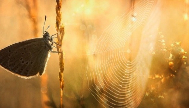 Чому «бабине» літо, а не «дідове». Історія, прикмети, прогноз
