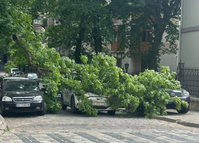 Рух заблоковано: у Львові величезна гілка рухнула на проїжджу частину та розтрощила авто (фото)