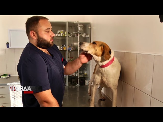 Вулицями Львова ходять щонайменше 400 безпритульних тварин
