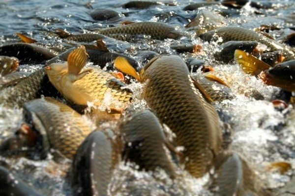 На Львівщині зарибили "море"