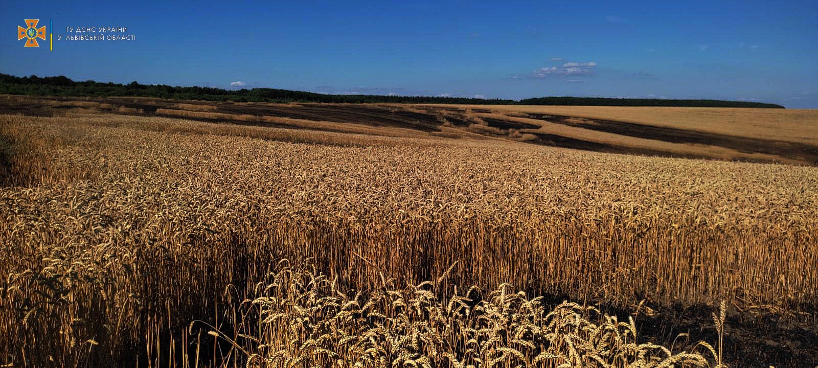 На Львівщині у двох районах горіли поля із пшеницею
