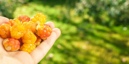 Час збирати ягоди. У Фінляндії чекають на українських заробітчан