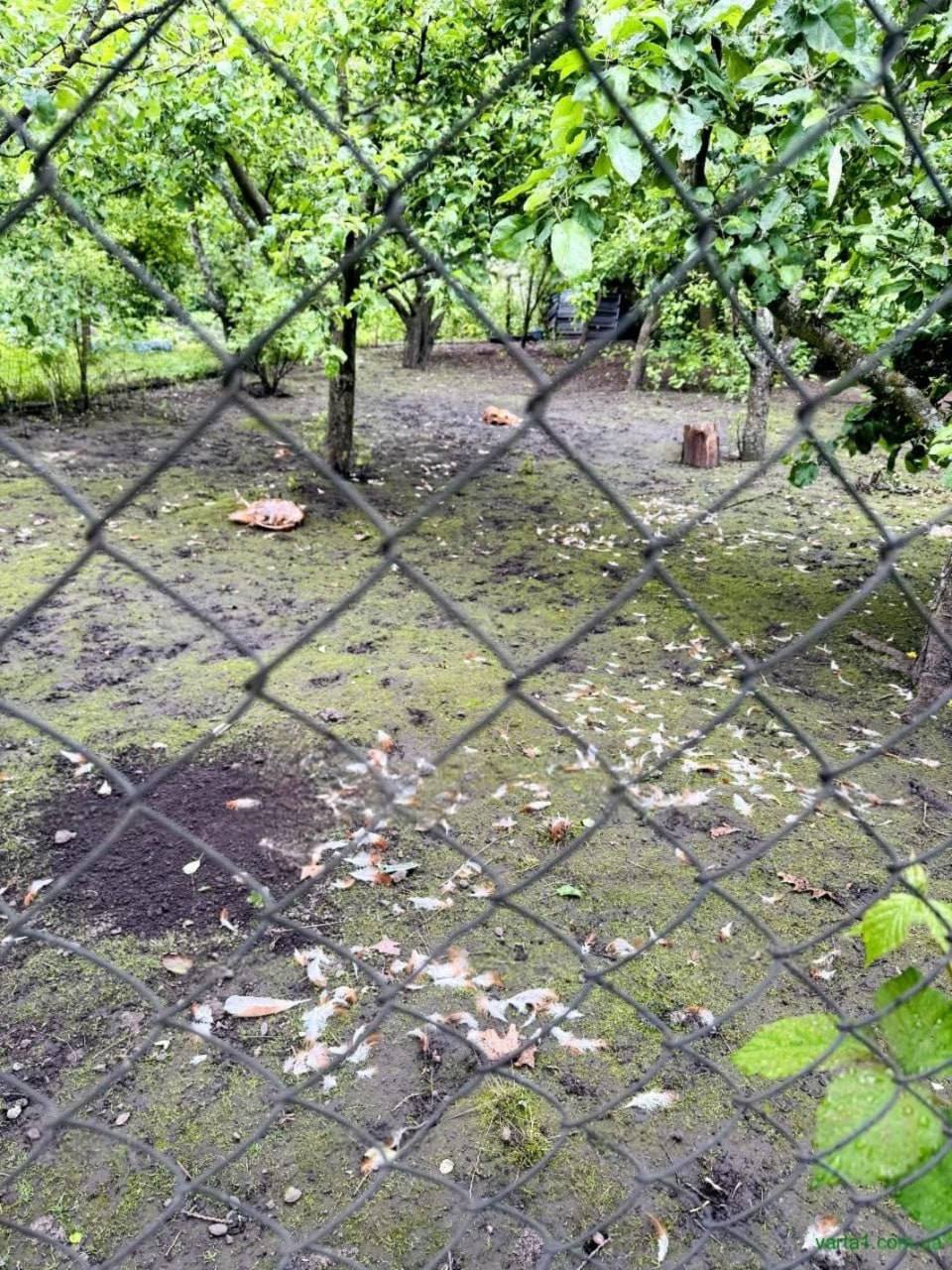 Поблизу Львова невідомий звір знищив господарку (ФОТО)
