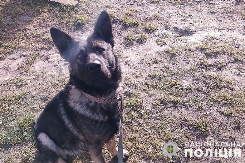 На Тернопільщині собака покусав обличчя 11-річній дівчинці та зламав щелепу
