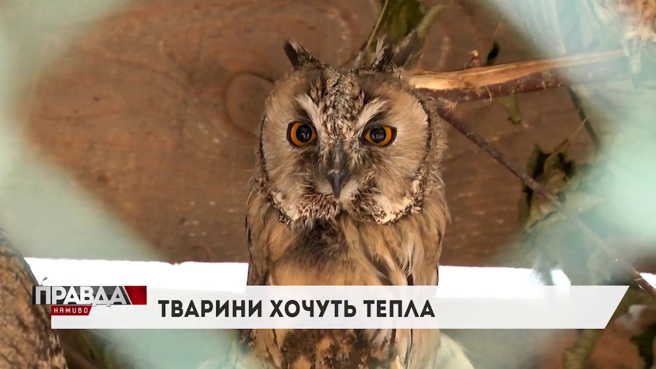 Притулок врятованих тварин просить допомоги, аби влаштувати підопічним теплу зиму