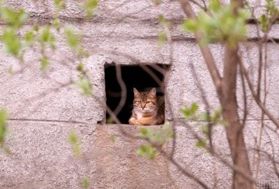 Якою буде погода на Львівщині 5 березня: прогноз