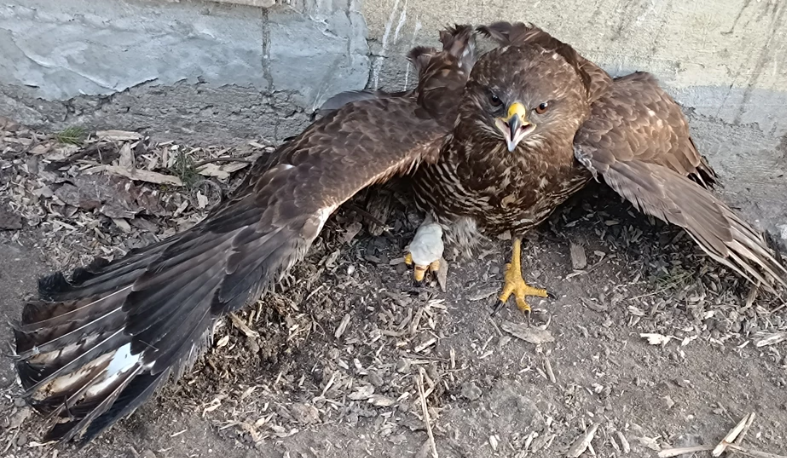 На Львівщині врятували унікального хижого птаха, який влетів у огорожу