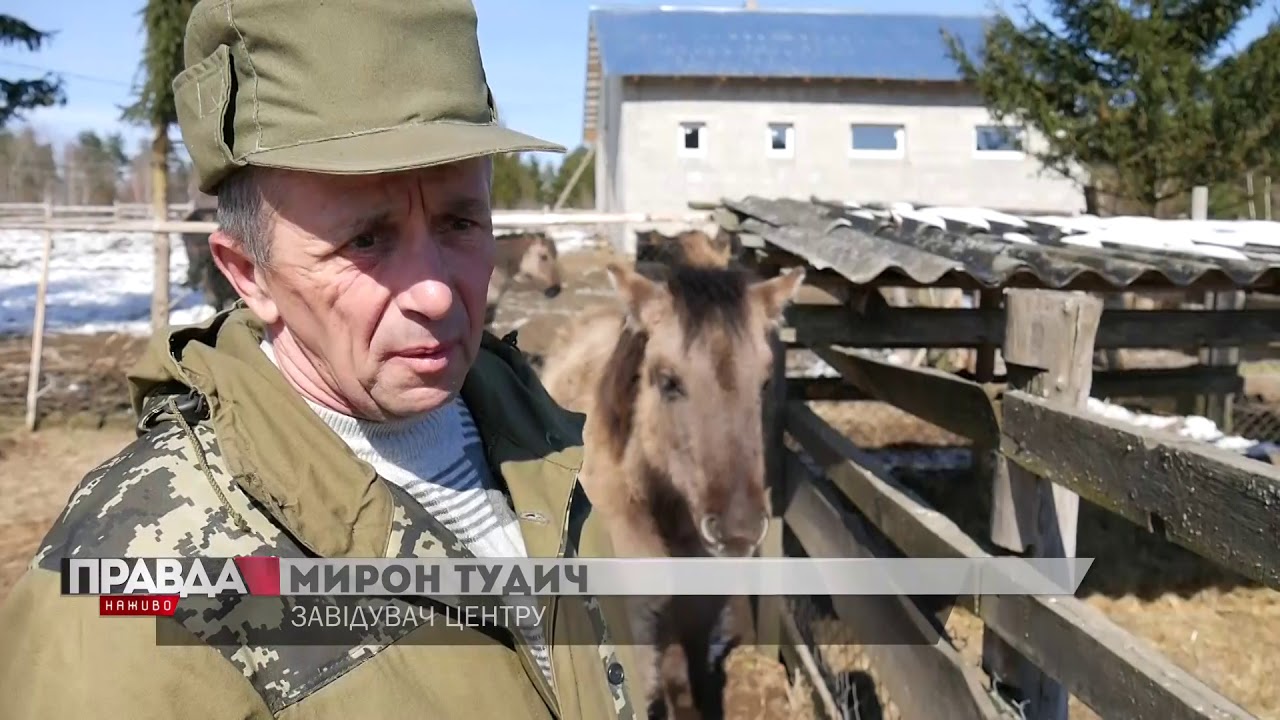 У Яворівському національному парку мешкають нащадки тарпанів