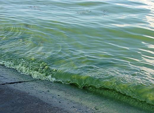 В Одесі виявили холероподібний вібріон у Чорному морі. Чим небезпечний