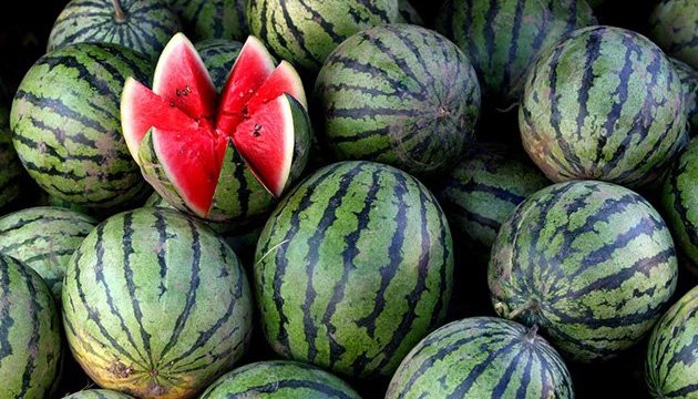 До Києва відправили баржу з кавунами. Скільки коштує ягода