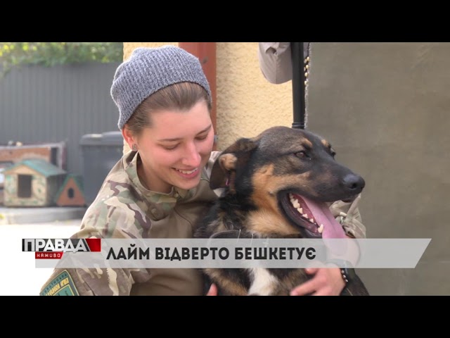 У Львові працюють над створенням єдиного банку крові для порятунку тварин