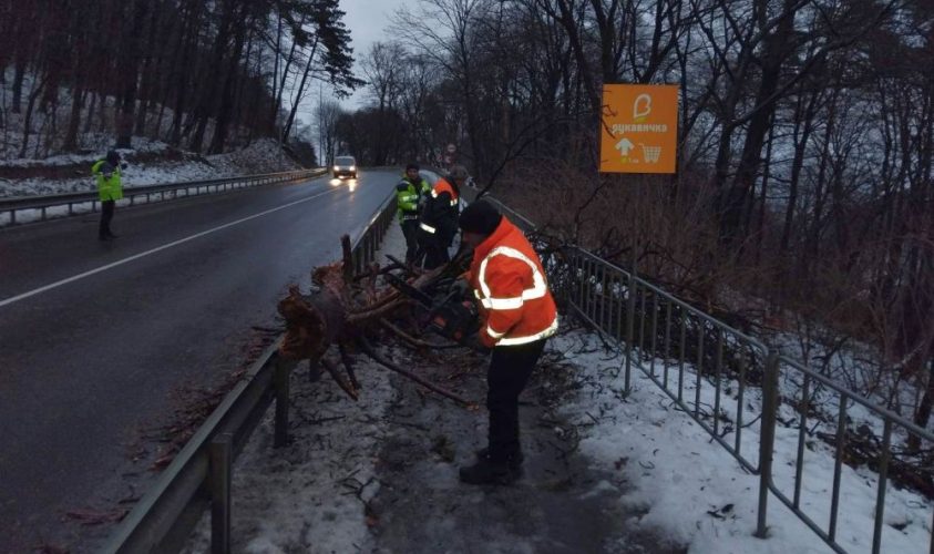 У Львові шквальний вітер повалив дерева: якими ще є наслідки негоди