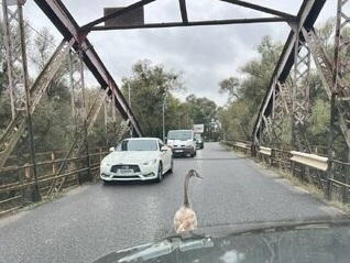 На Львівщині майже на годину був ускладнений рух через лебедя на дорозі