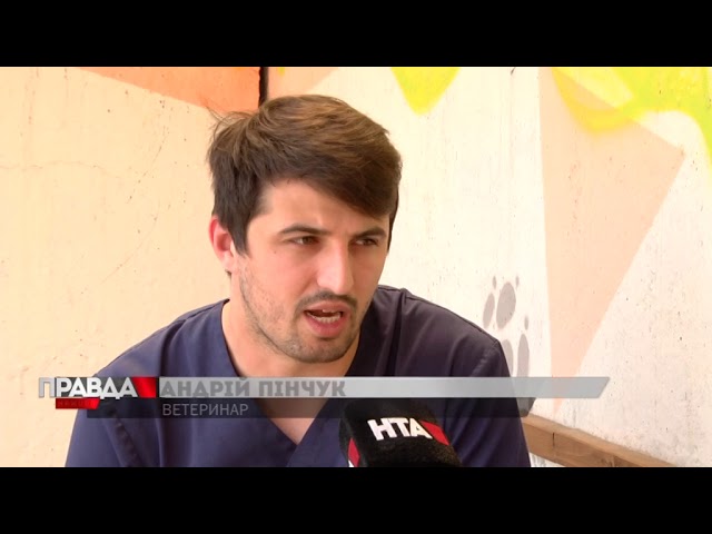 Що потрібно, аби тварина могла поїхати закордон?