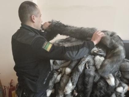 На кордоні з Польщею у двох українок вилучили майже сотню шкурок чорнобурки