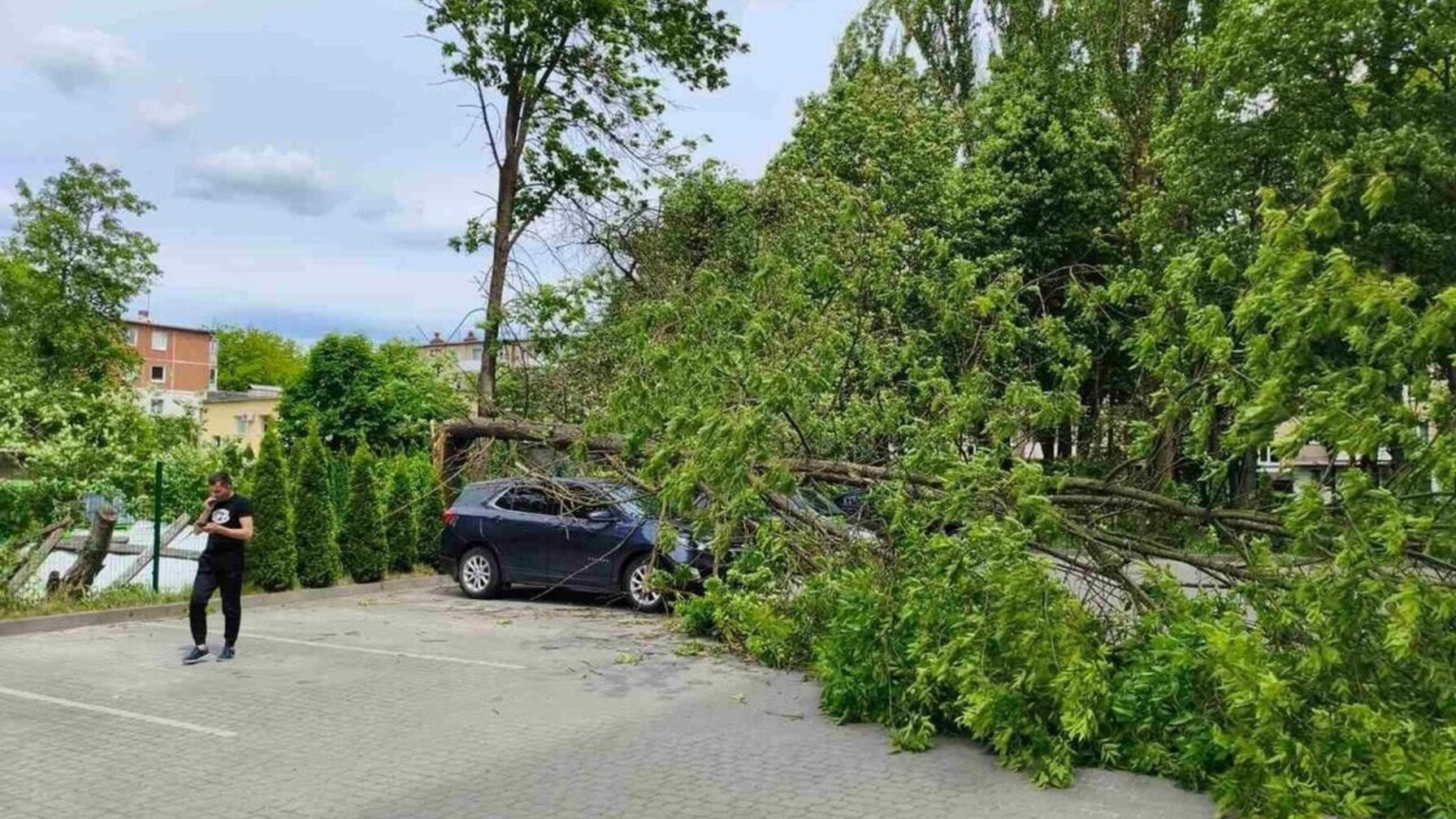 У Львові дерево впало на авто: офіційна заява (фото)