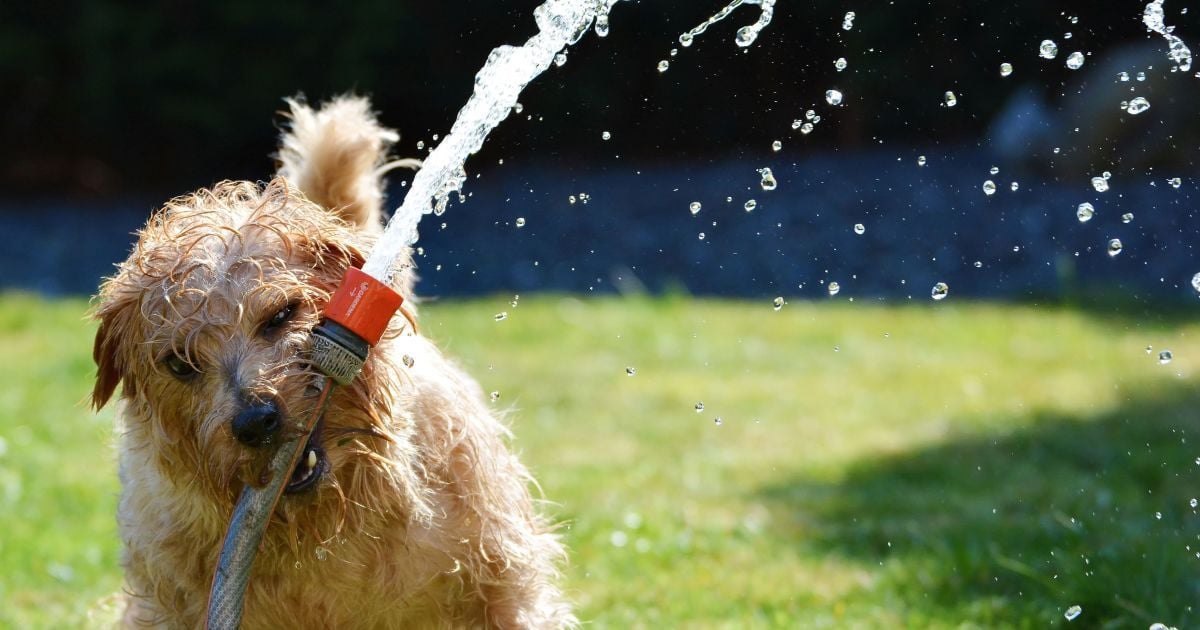 Україну накриває аномальна спека: подекуди очікують +40°C