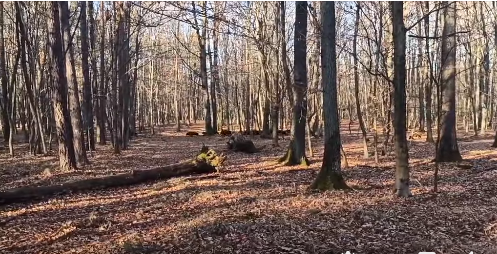 На Львівщині жінка під час прогулянки зустріла стадо диких кабанів