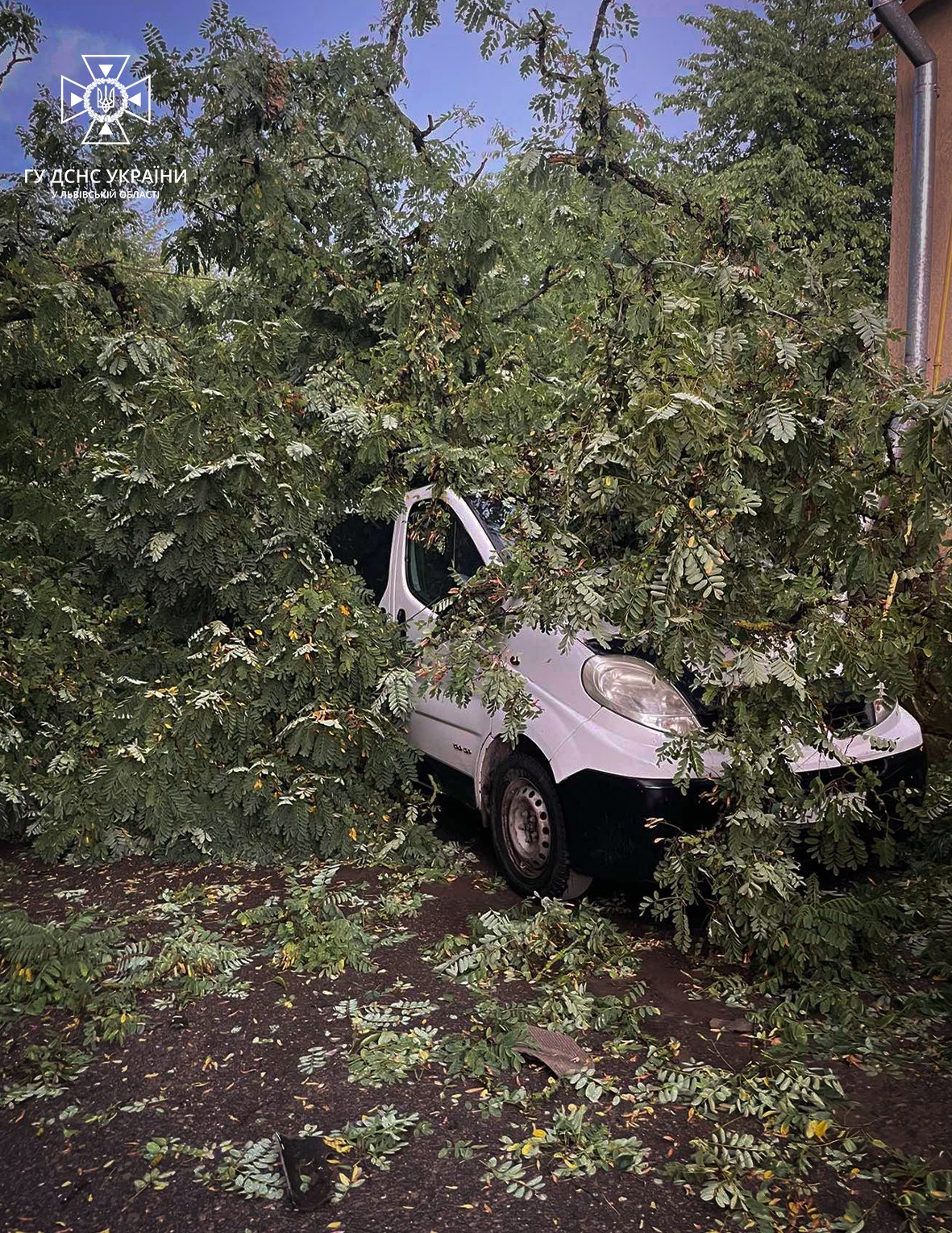 На Львівщині під час негоди дерево впало на авто з людьми