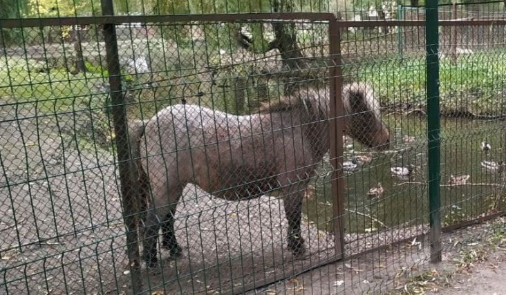 У Тернополі зафіксували випадок сибірської виразки у поні