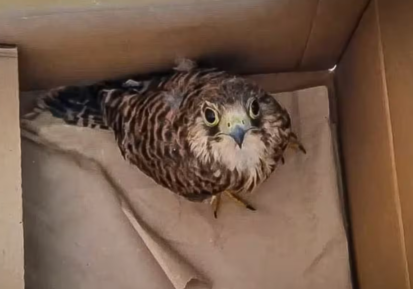 У Львові врятували хижого птаха, який не міг літати (відео)
