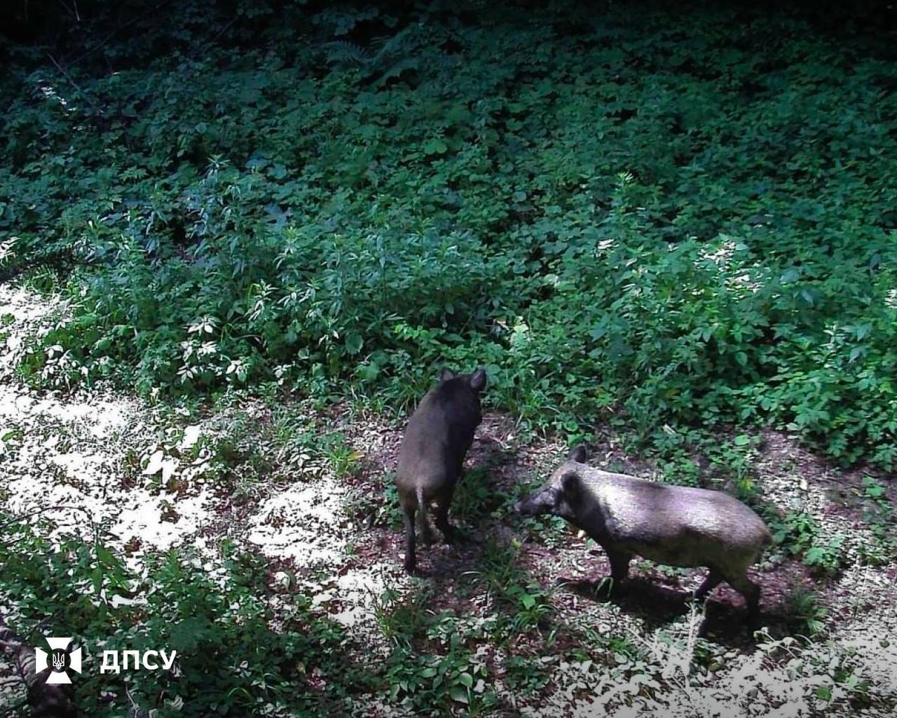 Прикордонники на Львівщині показали "зірок" дикої природи