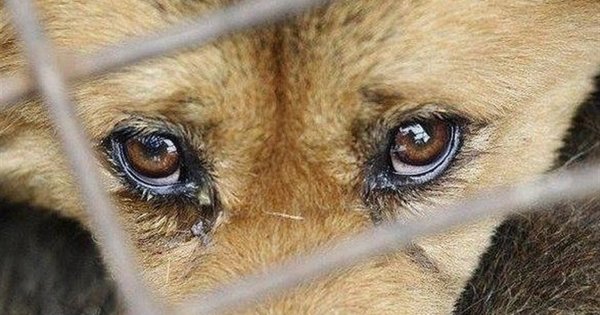 У Львові розслідують отруєння собак в одному із районів міста