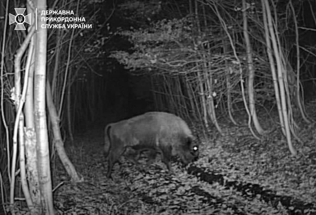 Прикордонники зафіксували на камеру диких звірів, які перетинають кордон