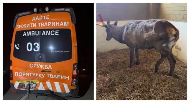 Олень Борис із Рівненщини вдруге потрапив у ДТП